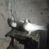 یک لانه کبوتر|پرنده|ماکو, |دیوار