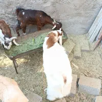 فروش دو عدد کهره نر یکی ماده