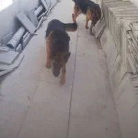 سگ ژرمن اصل