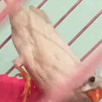 فنچ نروماده|پرنده|بندرعباس, |دیوار