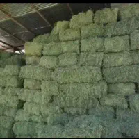 کاه علف یونجه خارشتر پیت باکاس،