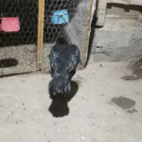 مرغ وخروس|حیوانات مزرعه|سردشت, |دیوار