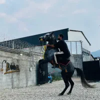 اسب نریون نژاد کرد و عرب