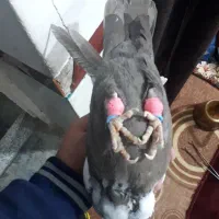 دمبی زیرو رو قفل معاوضه