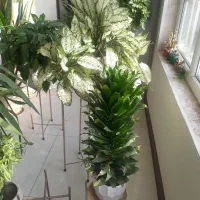 تعدادی گل آپارتمانی|گل و گیاه طبیعی|فردیس, فردیس|دیوار