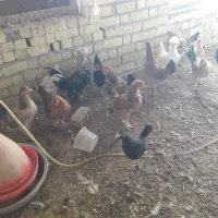 فروش مرغ محلی تخمگزار