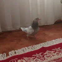 آلمانی