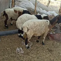 فروش4عدد بره گوشتی و داشتی|حیوانات مزرعه|بندرعباس, |دیوار