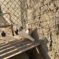 طوقی|پرنده|شبانکاره, |دیوار