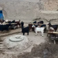 ۲۰عدد بز جوان هم داشتی هم کشتار ی قیمت توافقی|حیوانات مزرعه|ملایر, |دیوار