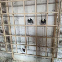 لانه سگ و تعدادی کبوتر|پرنده|رشت, حومه رشت|دیوار