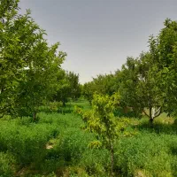 باغ سیب