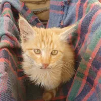 واگذاری گربه|گربه|سقز, |دیوار