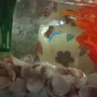 ماهی‌گوپی|ماهی|نظرآباد, شهرک سید جمال الدین|دیوار