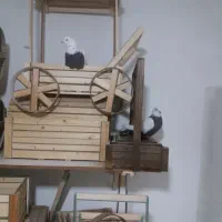 کبوترسینه دم سیاه