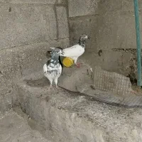 کبوتر پاکستانی|پرنده|خورموج, |دیوار