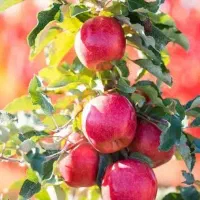 پیشفروش نهال سیب مراغه دوساله لیبل دار