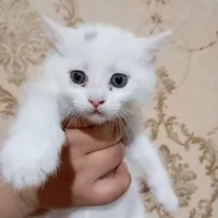 بچه گربه