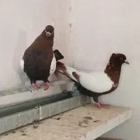 نروماده سینه سرخ