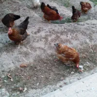 مرغ و خروس محلی تخمگذار