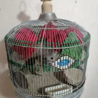 سهره خاکی دهن زن کلام گو شاه مرغ