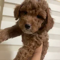 پودل|سگ|مشهد, اقبال|دیوار