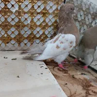 کبوترچپ|پرنده|مشهد, انصار|دیوار