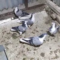 پلاس (اصفهانی)