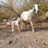 میش بره دار جون|حیوانات مزرعه|سیرجان, |دیوار