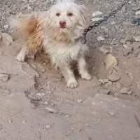 سگ پشمالو|سگ|تایباد, |دیوار