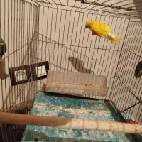 قناری نر|پرنده|خرامه, |دیوار