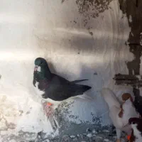 کبوتر شهری جفتی|پرنده|ارژن, |دیوار