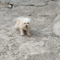 فروش سگ پا کوتاه