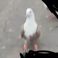 کلاغ زرد کلاغ سیاه