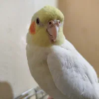 عروس هلندی ماده لوتینو|پرنده|مبارکه, |دیوار