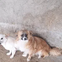 واگذاری یک جفت پامر اشپیتس