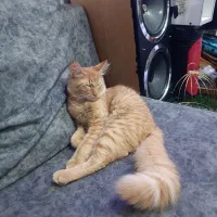 نارنج پسره چهار ماهه
