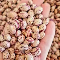 لوبیا چیتی درجه یک
