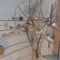 فنچ رو تخم و جوجه