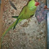 جفت شاه طوطی مولد