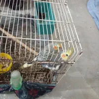 عروس هلندی و مرغ عشق