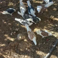 دوکت پلاکی