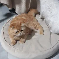 اسکاتیش ،پرشین