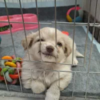 پامرپاکوتاه با وسایل