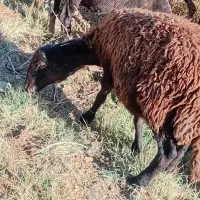 بره نر و ماده پای پروار ریز|حیوانات مزرعه|ملایر, |دیوار