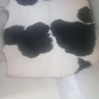 پوست گوساله  دباغی شده