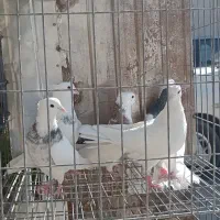 5 عدد نره یکه طوقی بی نظیر|پرنده|خرمآباد, |دیوار