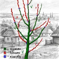 هرس کاری|خدمات باغبانی و درختکاری|تبریز, |دیوار