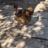 مرغ تخم گذار گردن لخت