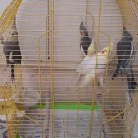 عروس هلندی